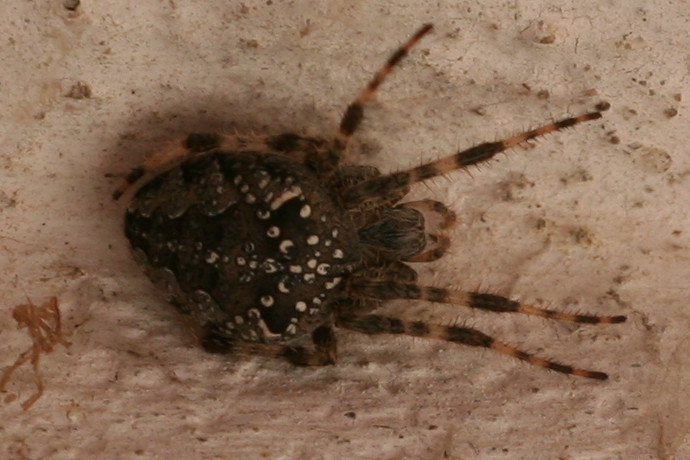 Araneus diadematus